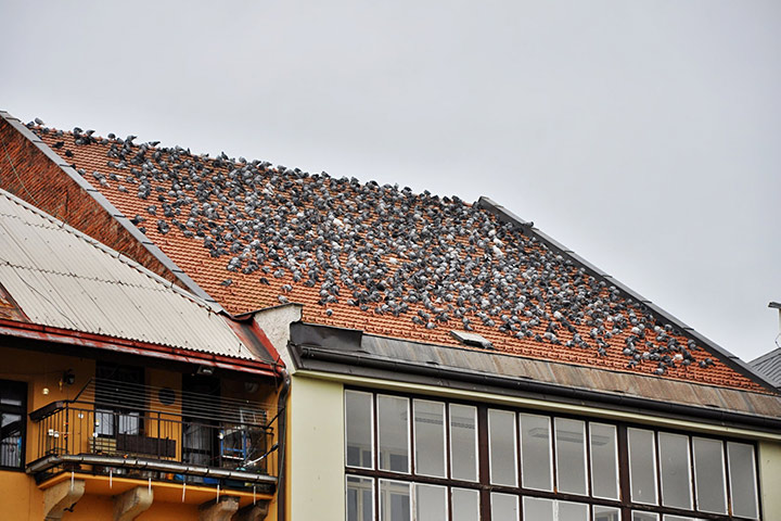 A2B Pest Control are able to install spikes to deter birds from roofs in Burton Upon Trent. 