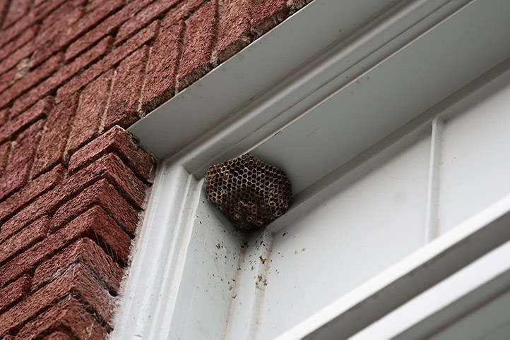 We provide a wasp nest removal service for domestic and commercial properties in Burton Upon Trent.